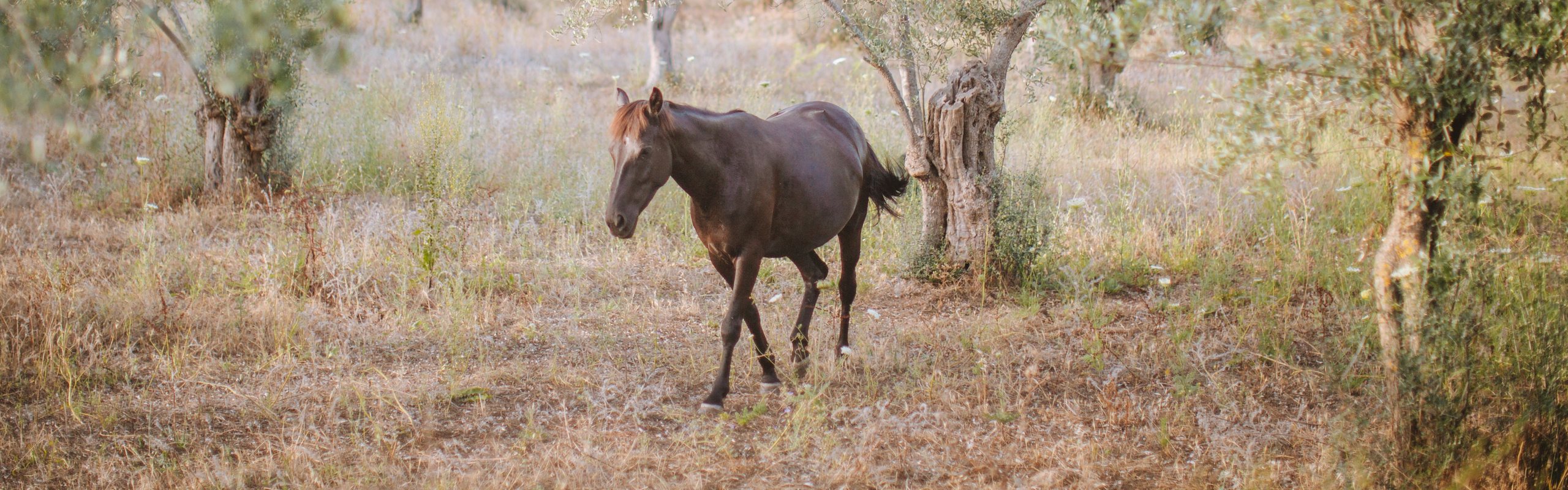 Horse walking through an olive grove in warm evening light