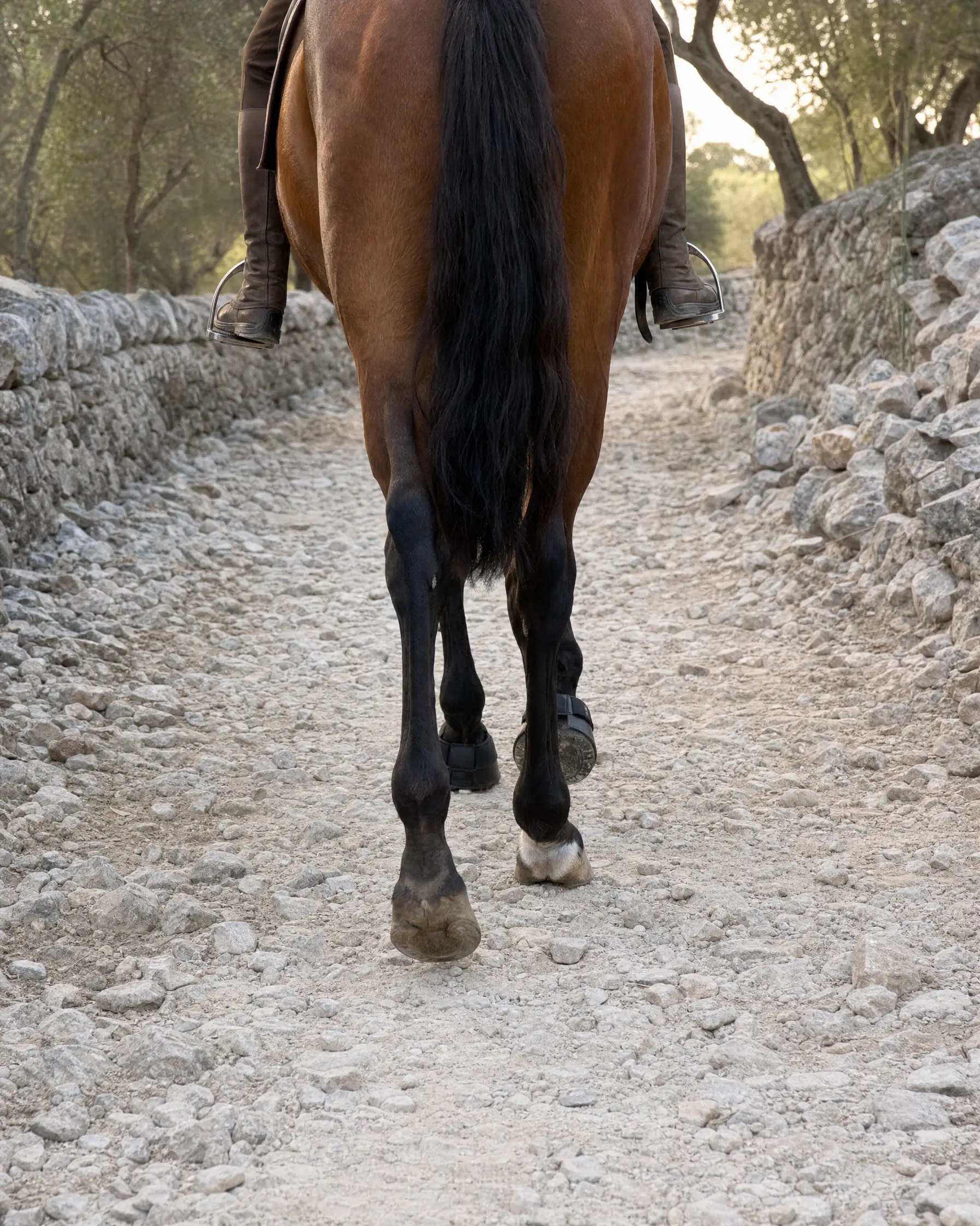 A bay horse with hoof boots on the front hooves walking a stony track between dry stone walls on Mallorca