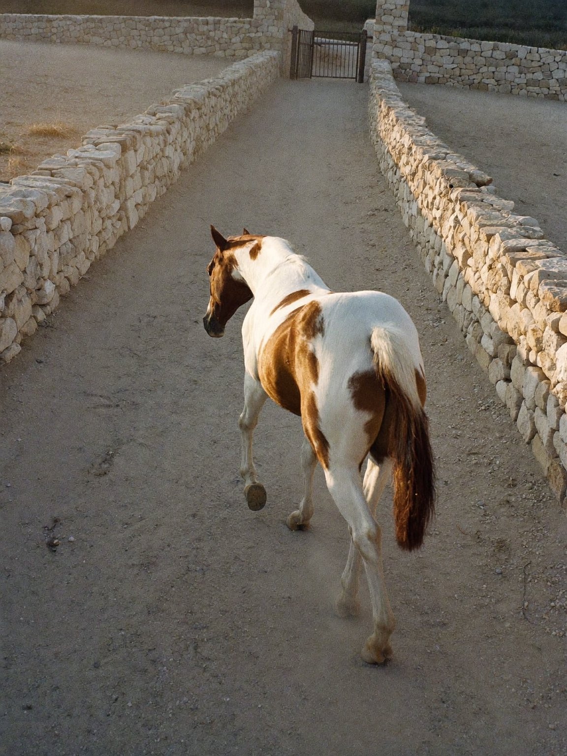 A paint horse on a dusty track in the evening