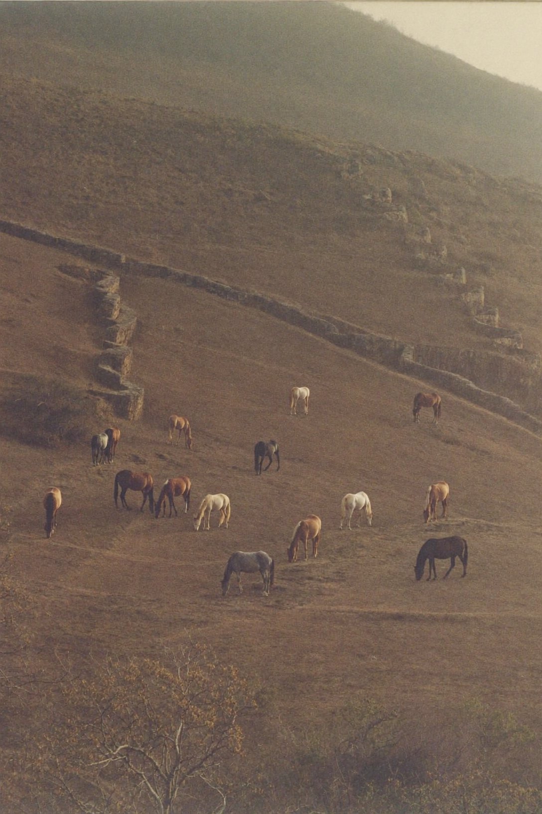 A small herd of horses on a terraced hillside