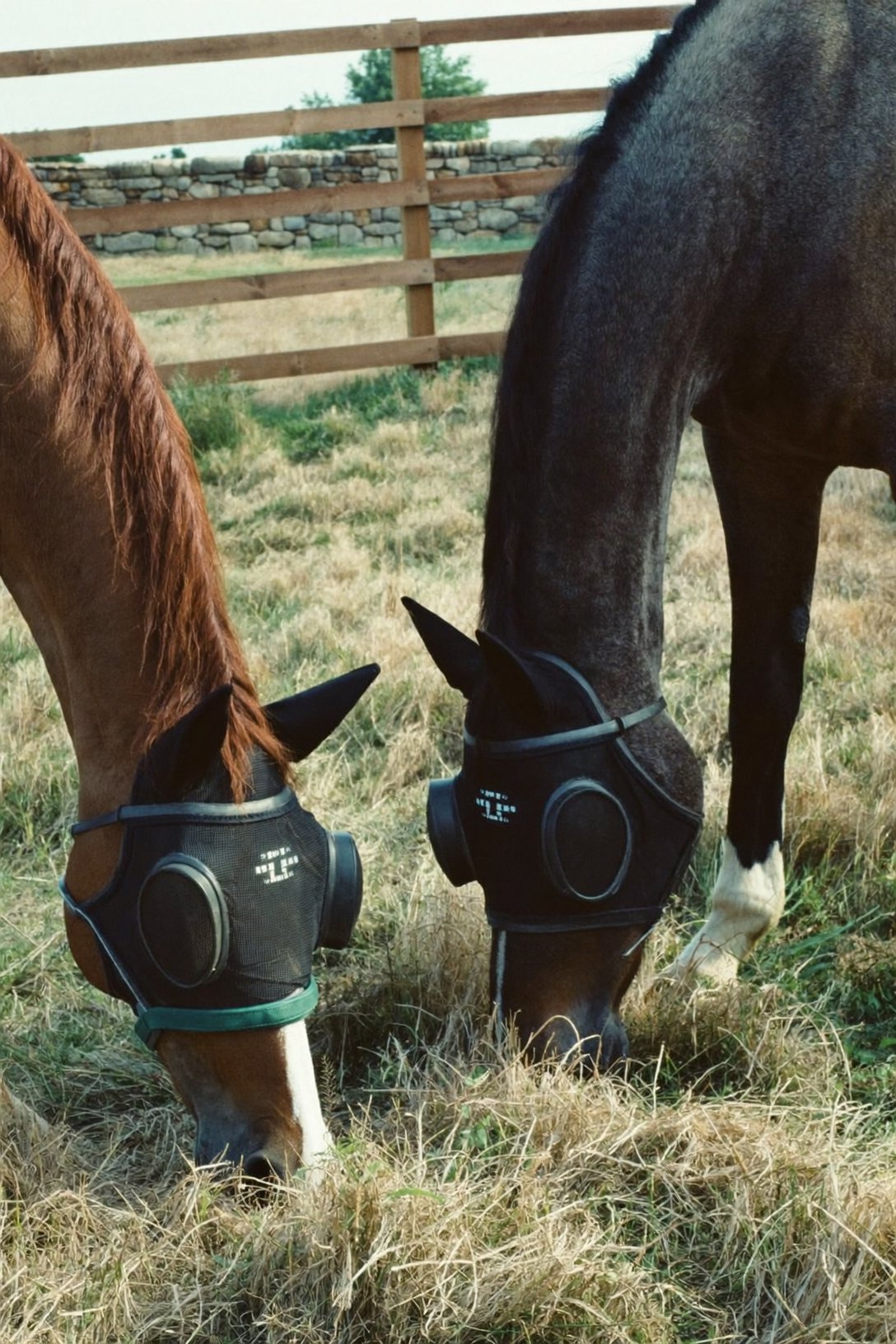 Two horses grazing in fly masks