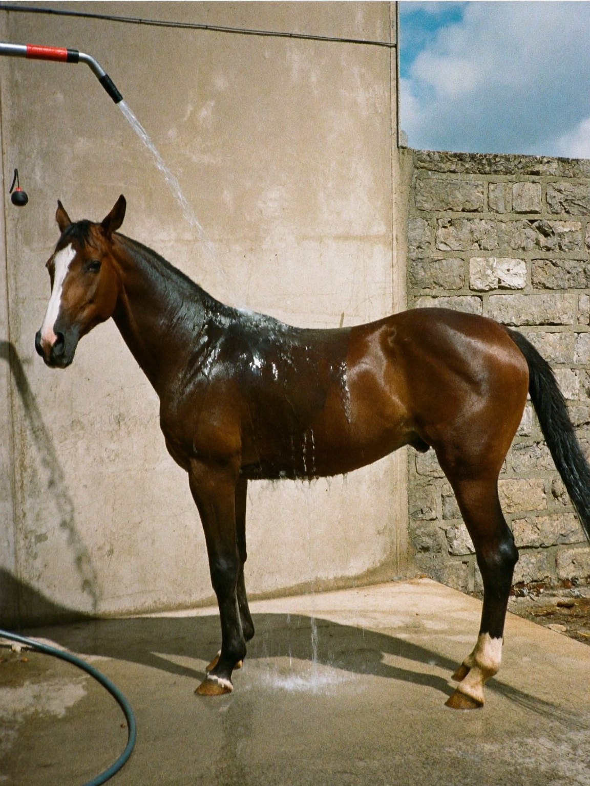 Cooling a Hot Horse