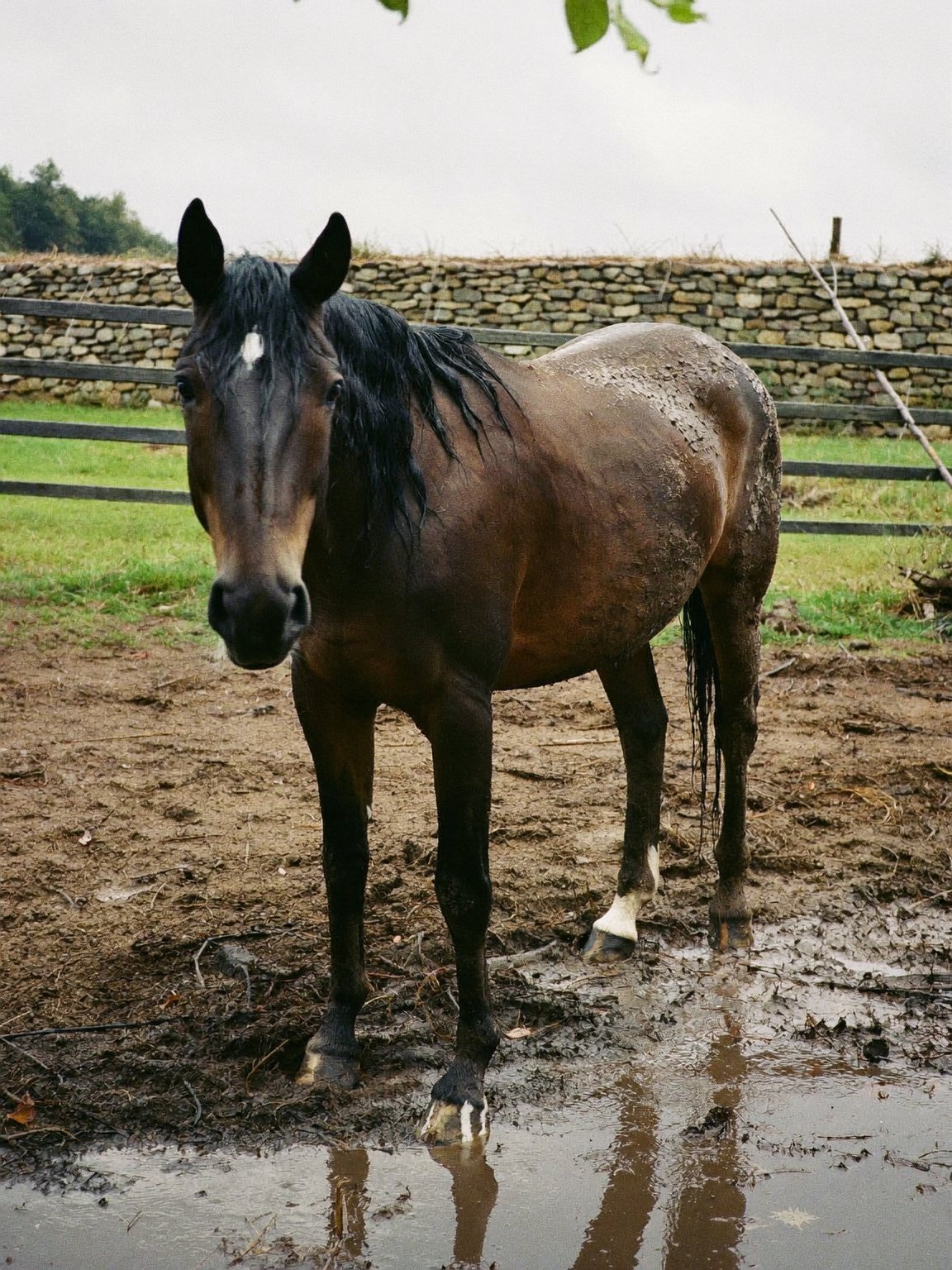 A wet bay horse after rain on Mallorca