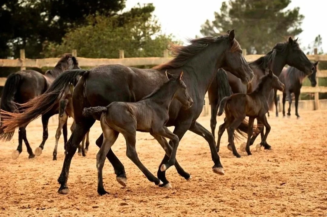 Black Mallorcan mares and a foal trotting together through the sand