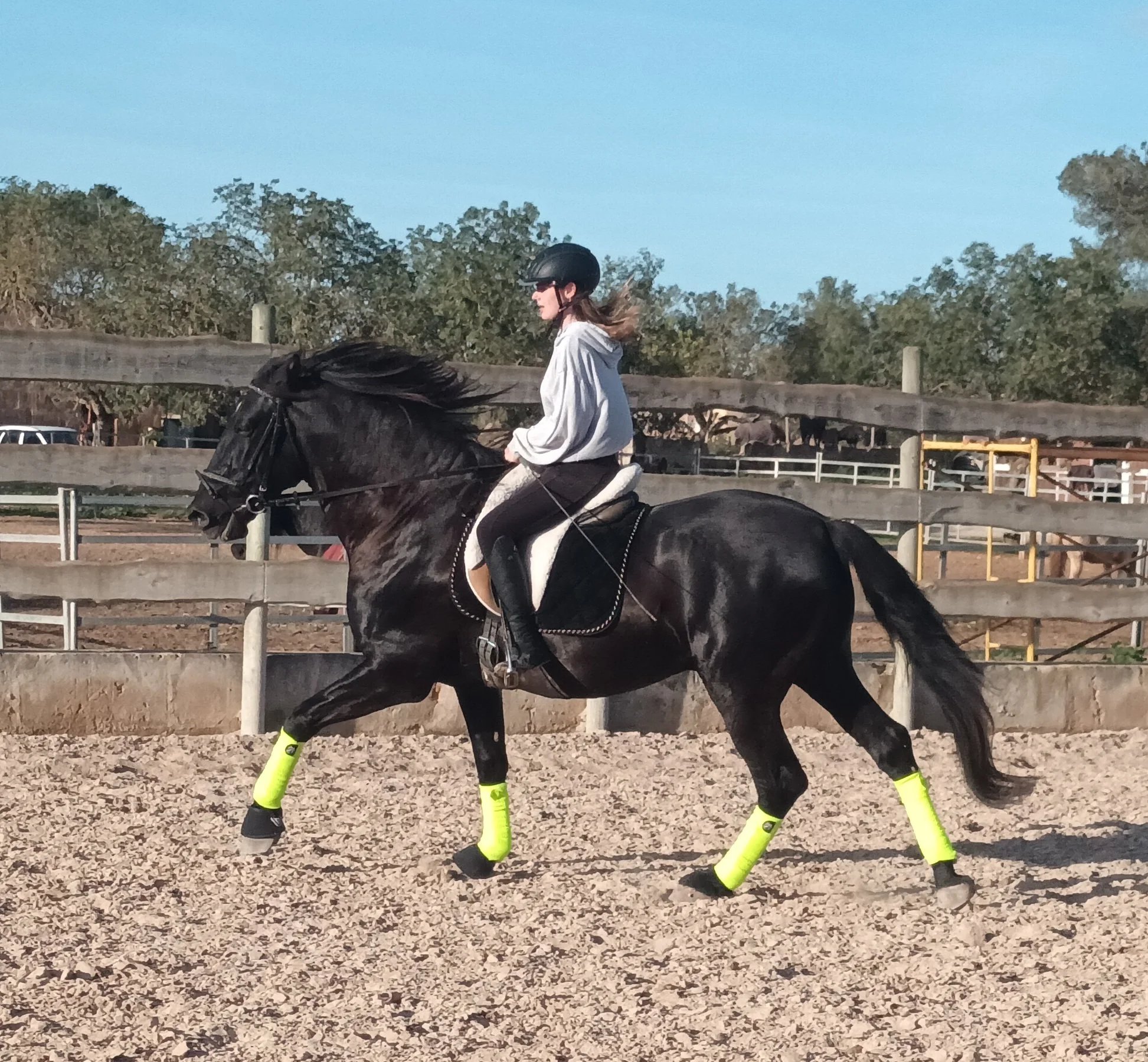 A rider trotting a black Mallorcan horse in the arena at Hackner Ranch