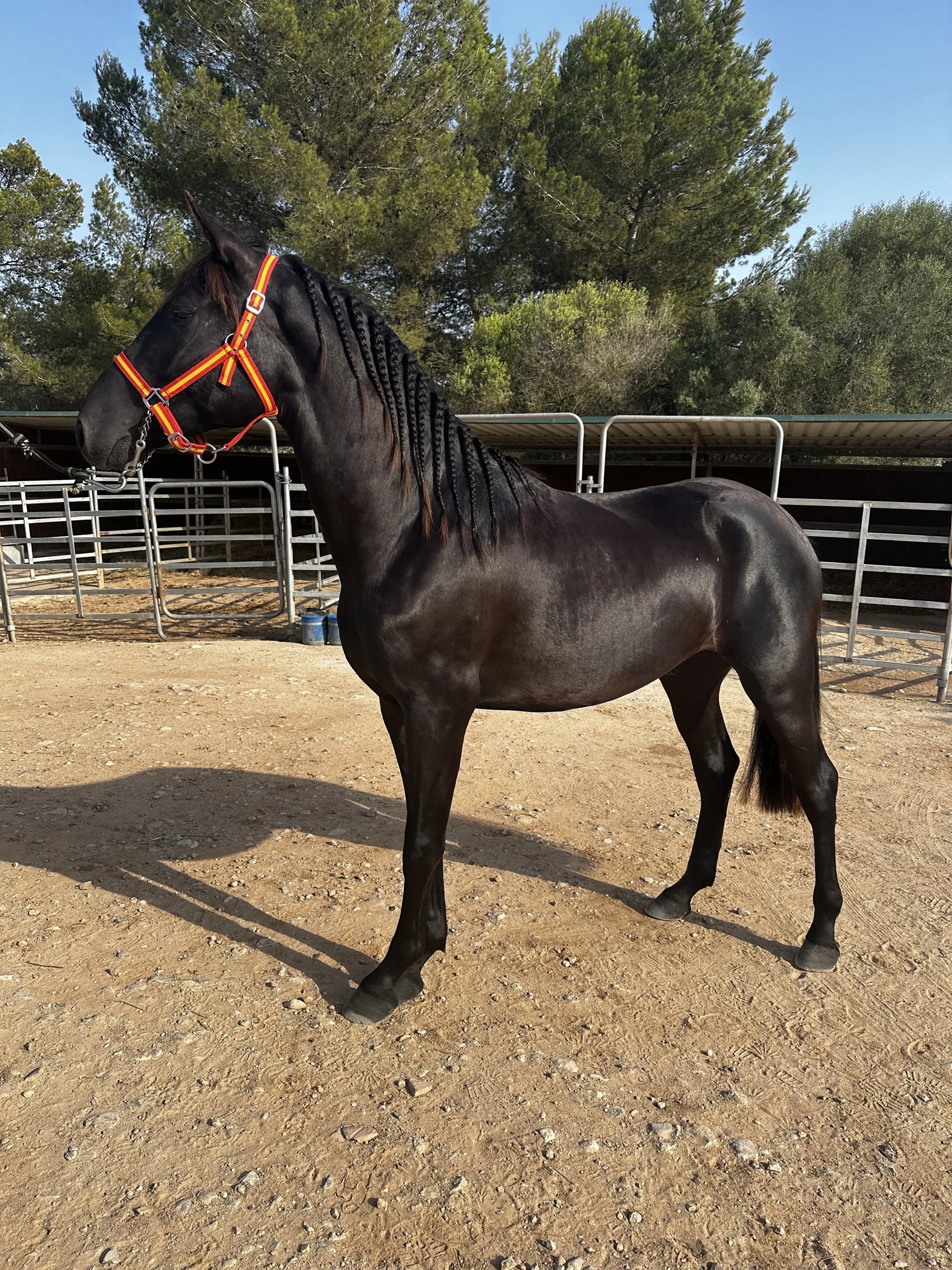 A black Mallorcan horse standing in the paddock at Hackner Ranch