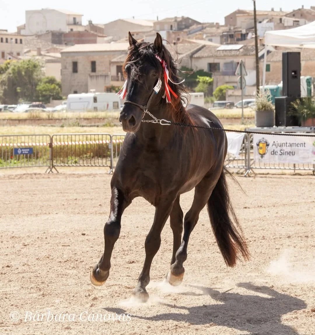 A black Mallorcan stallion trotting at a breed show in a village