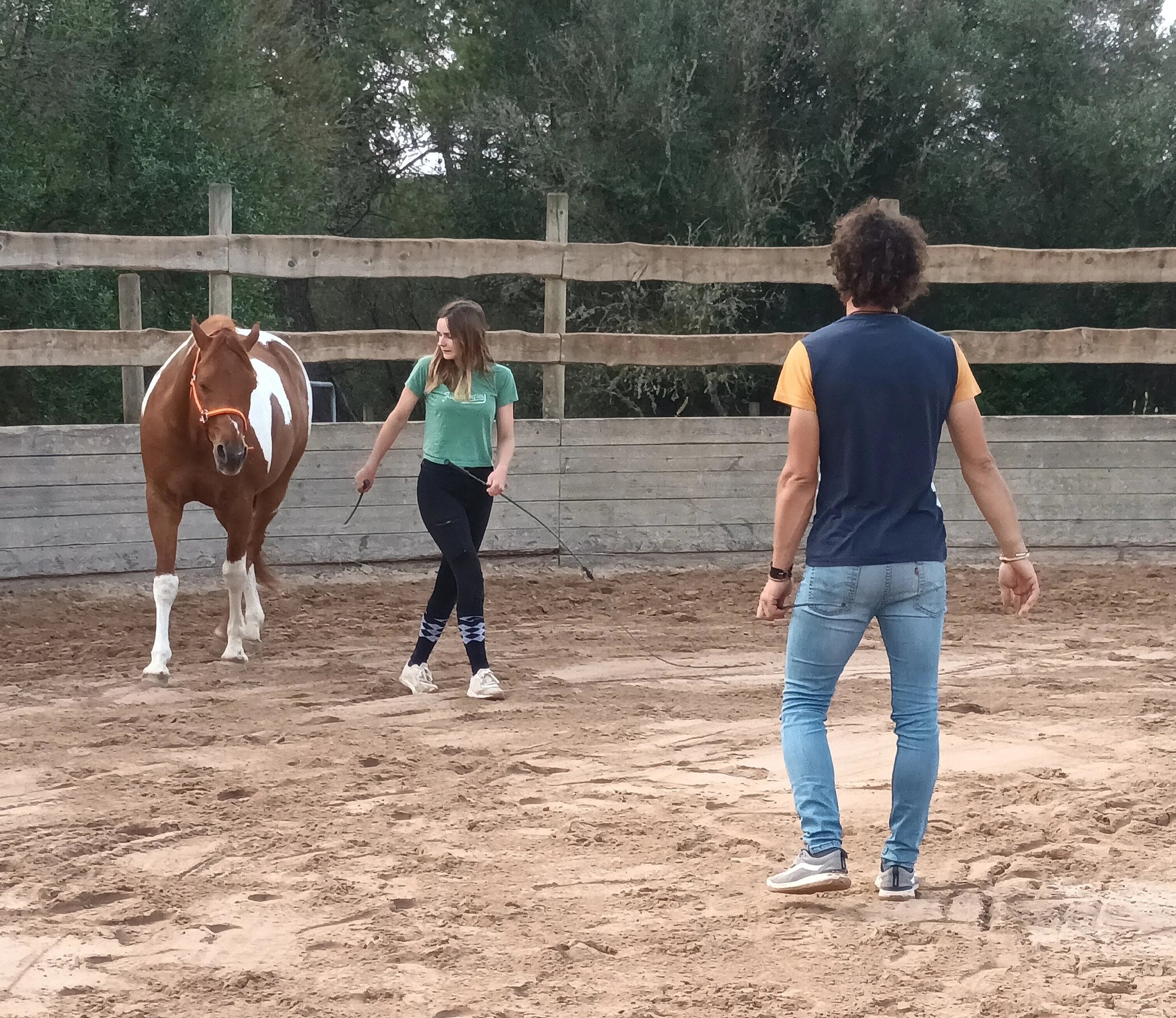 A groundwork lesson with a pinto horse in the round pen at Hackner Ranch