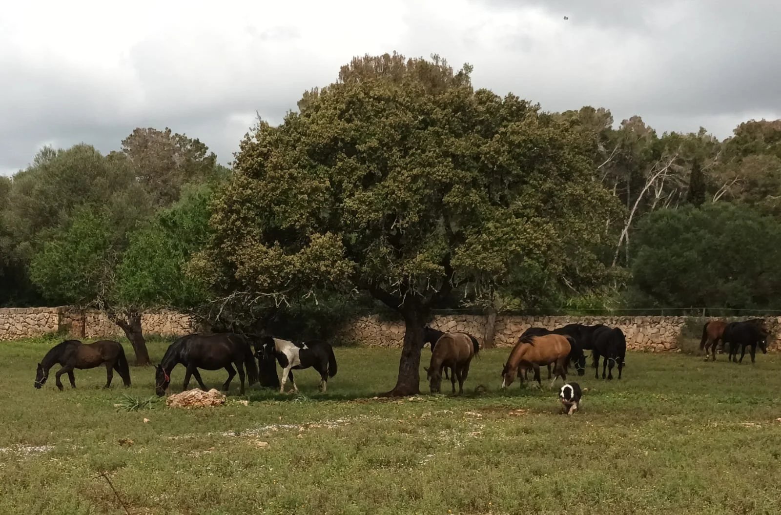 The herd resting under a holm oak in the paddock at Hackner Ranch
