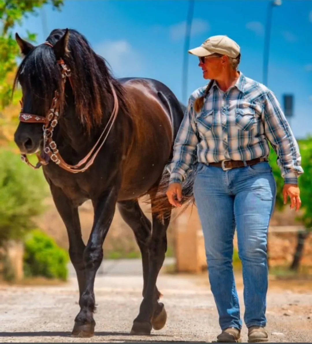 A black Mallorcan stallion led in hand along a stone wall
