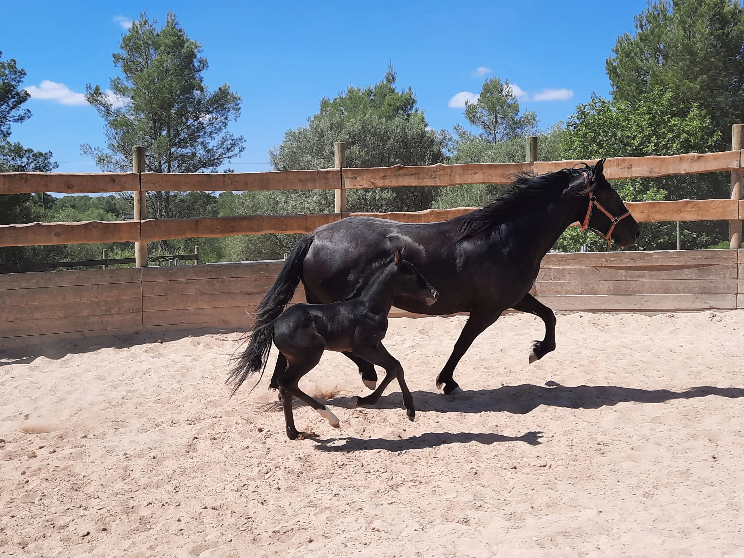 A black Mallorcan mare and her foal cantering in the sand arena at Hackner Ranch