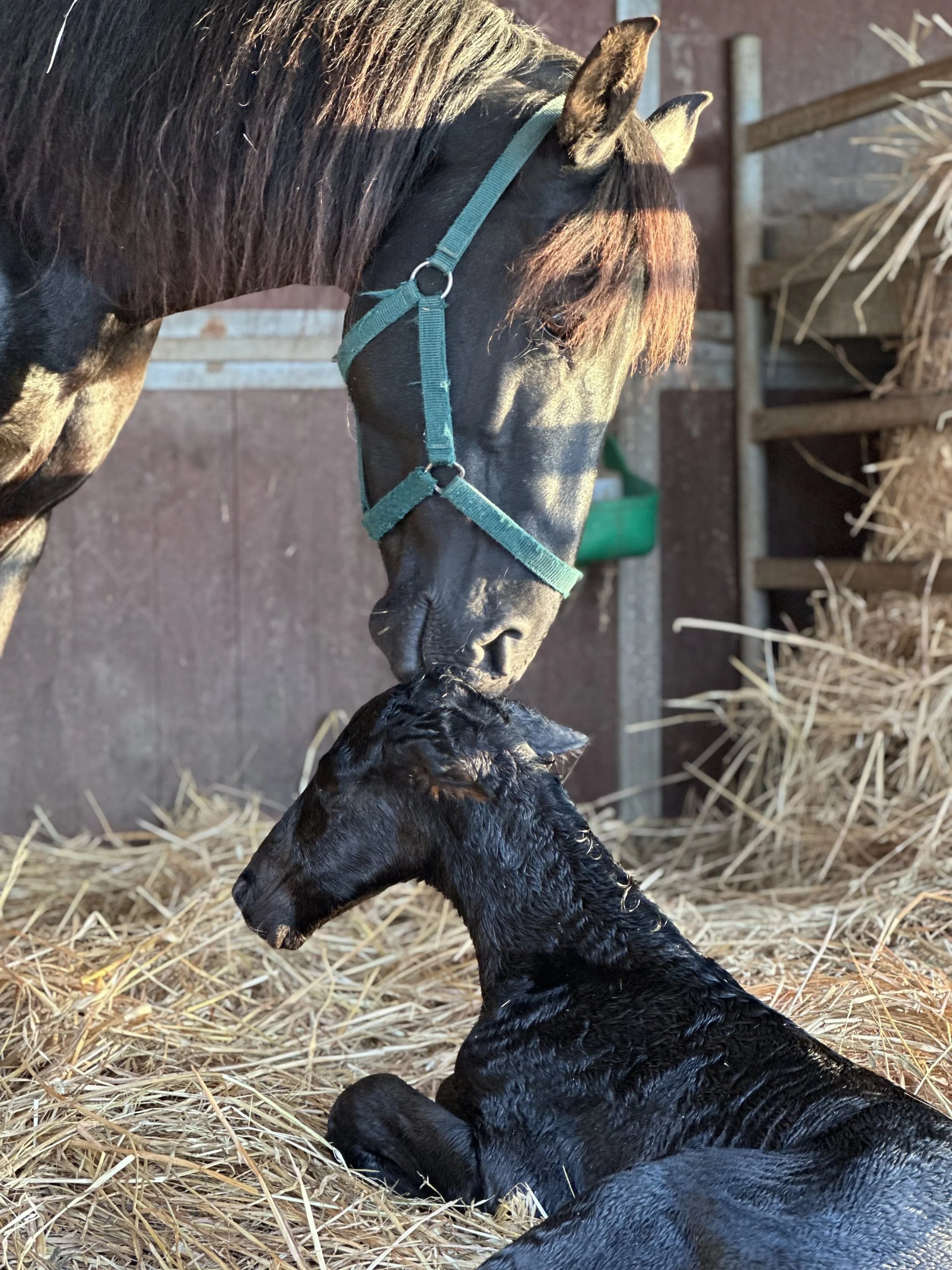 A newborn black foal lying in the straw under its mare at Hackner Ranch