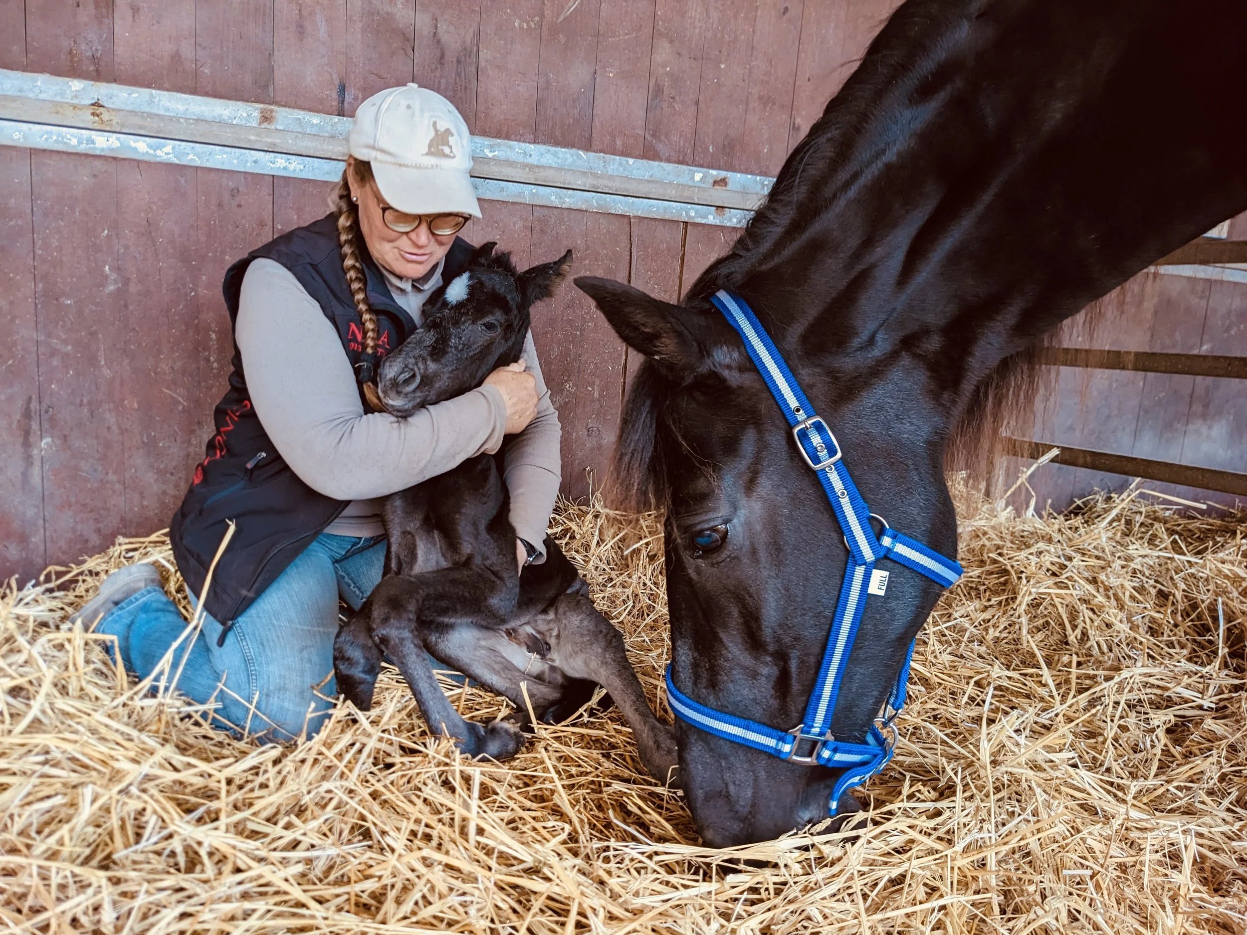 A newborn Mallorcan foal held in the straw beside its mare at Hackner Ranch