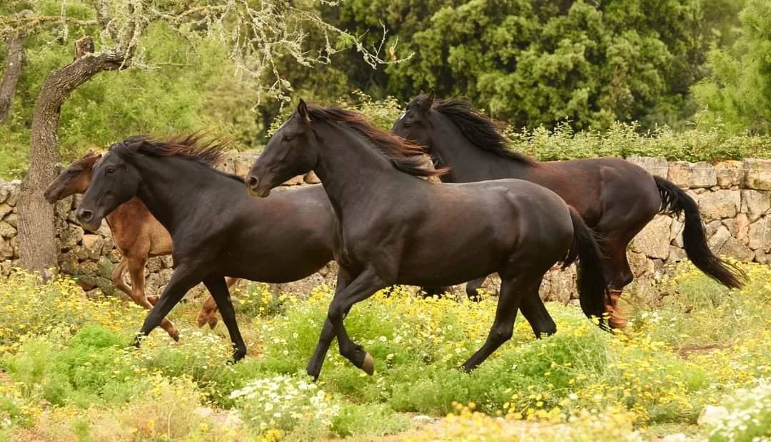 Three black Mallorcan horses cantering through a flowering meadow