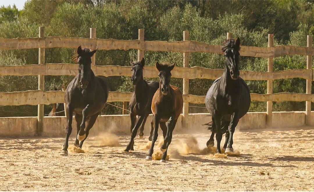 Four young black horses moving loose in the round pen, dust rising