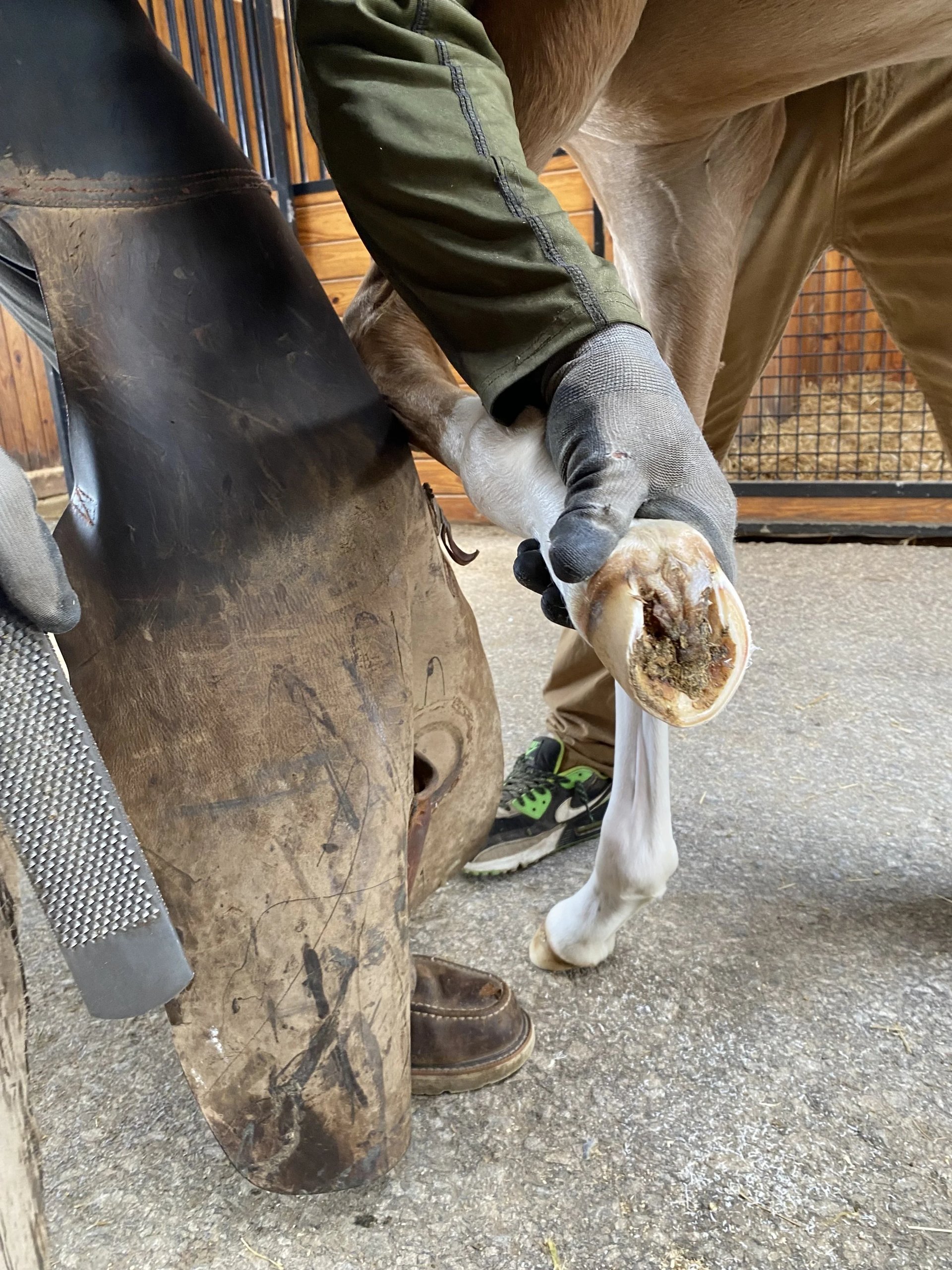 Rasping the hoof, close detail