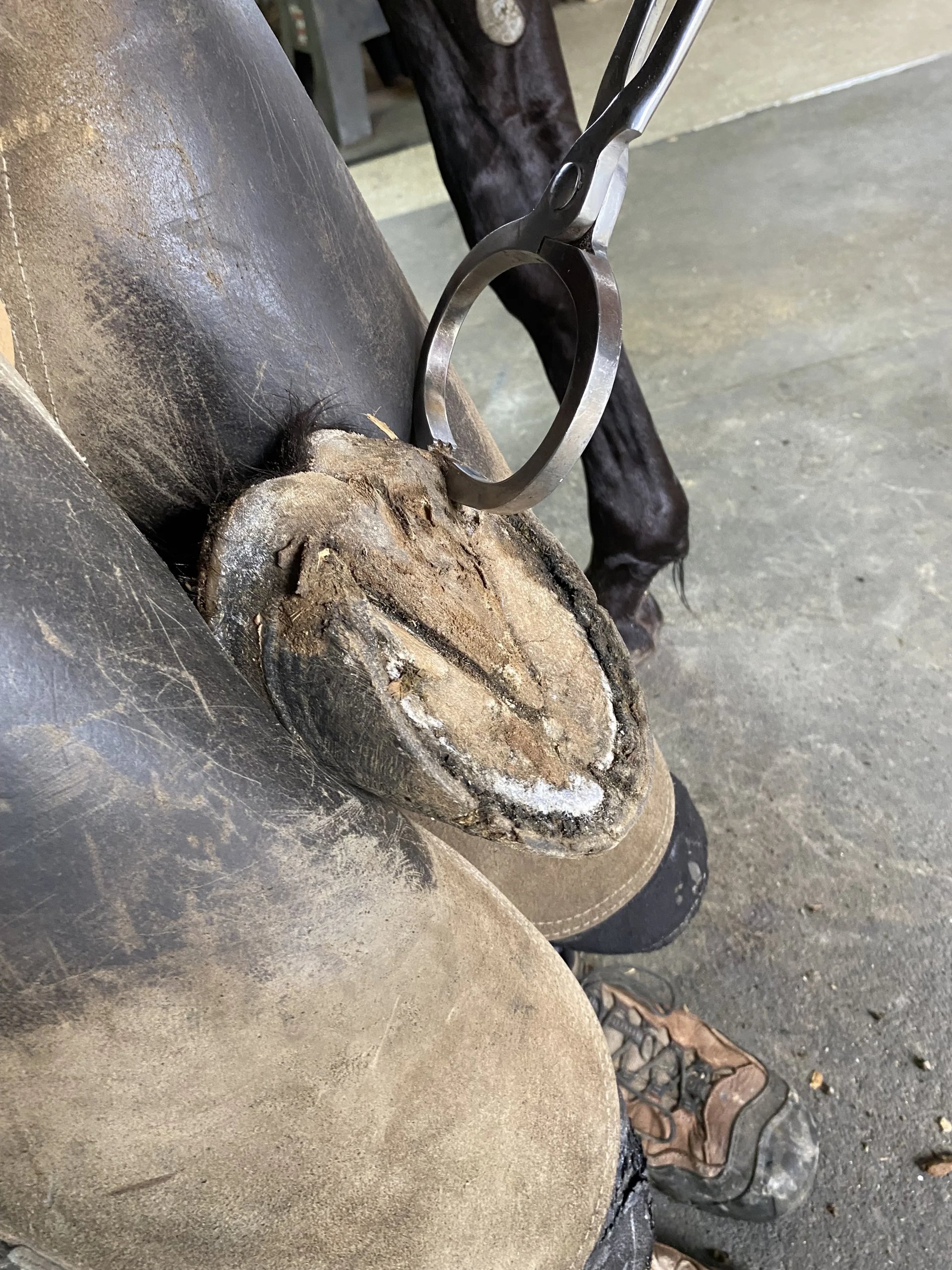 The underside of a hoof held with tongs after trimming