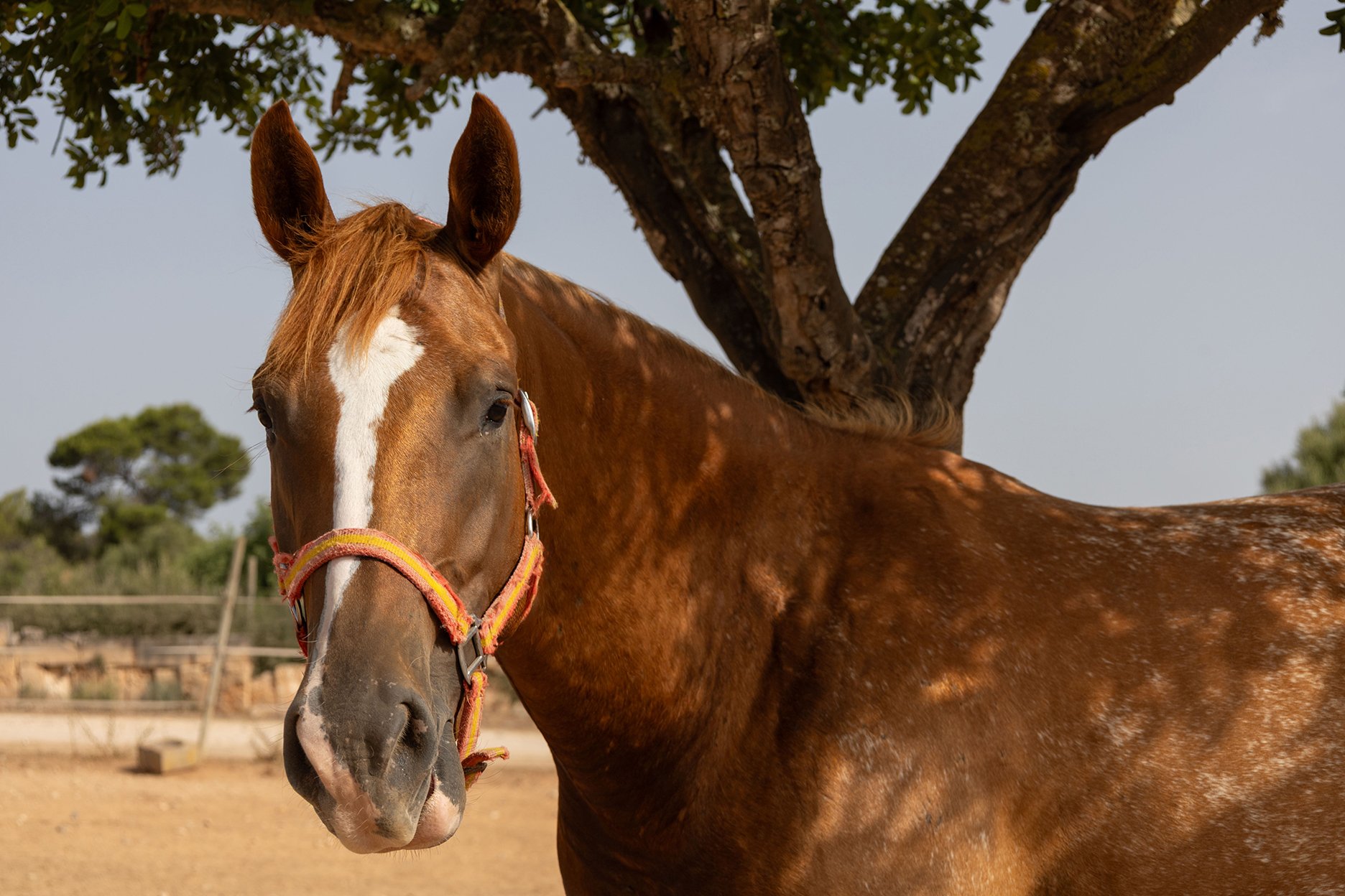 Lilibeth, a 3-year-old Appaloosa mare for sale on Mallorca