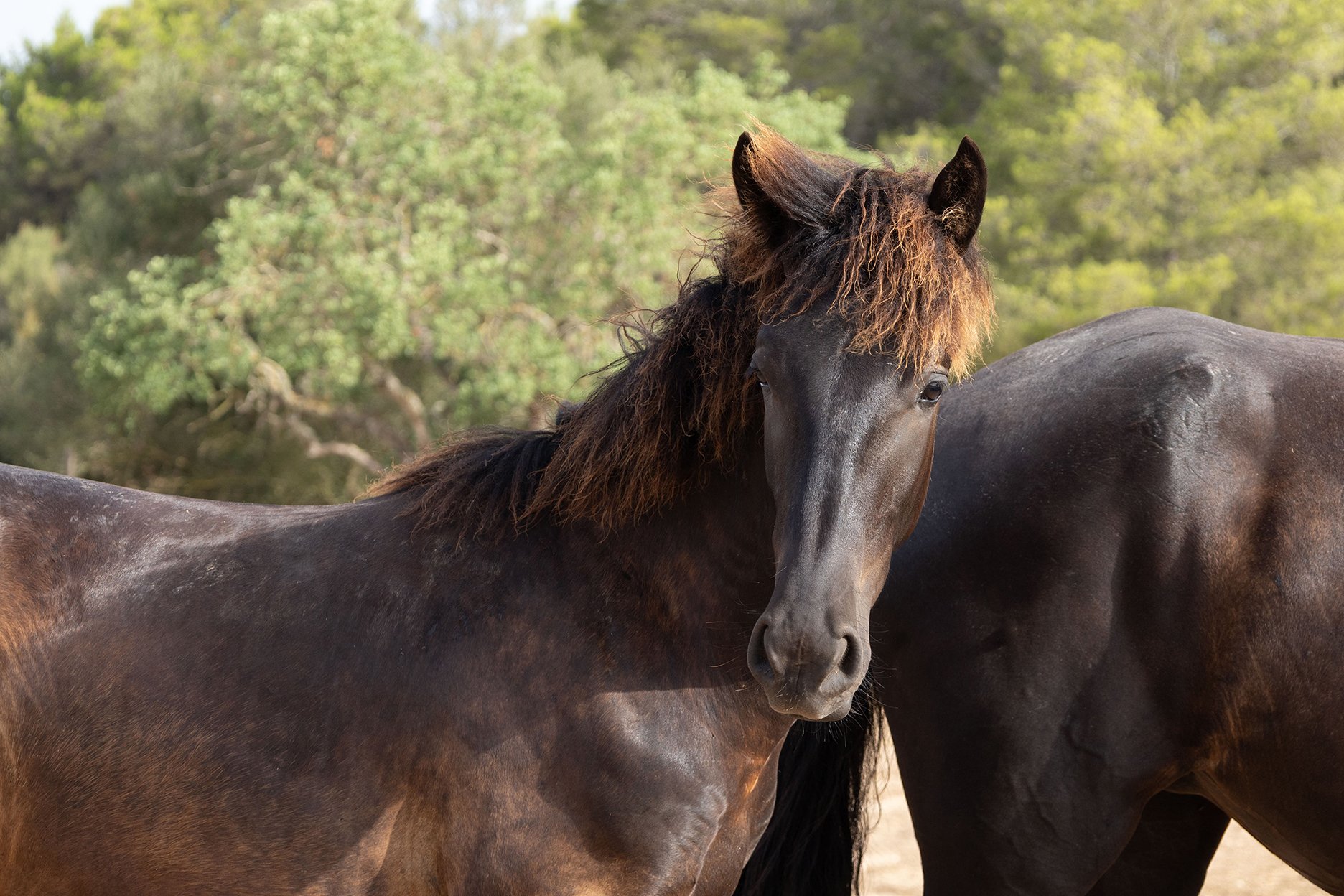 Maddox, a 10-month-old Pura Raza Mallorquina colt for sale on Mallorca