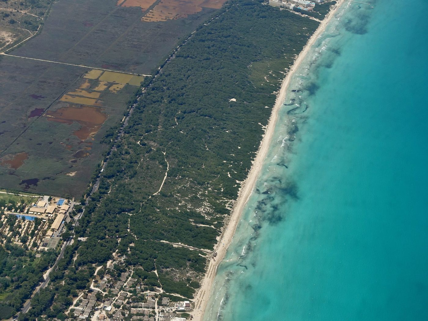 Pines and Muro beach