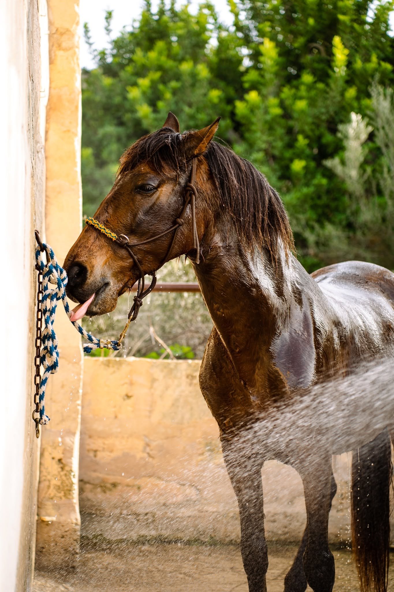 A bay horse with a bridle by the stable wall