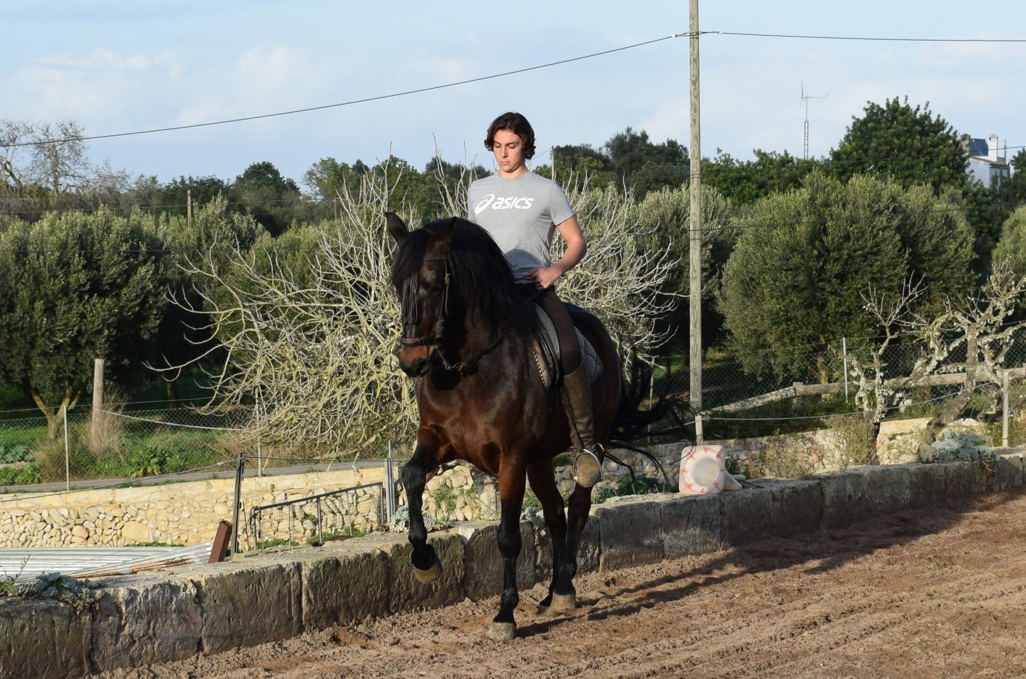 A dark horse in a powerful movement under its rider