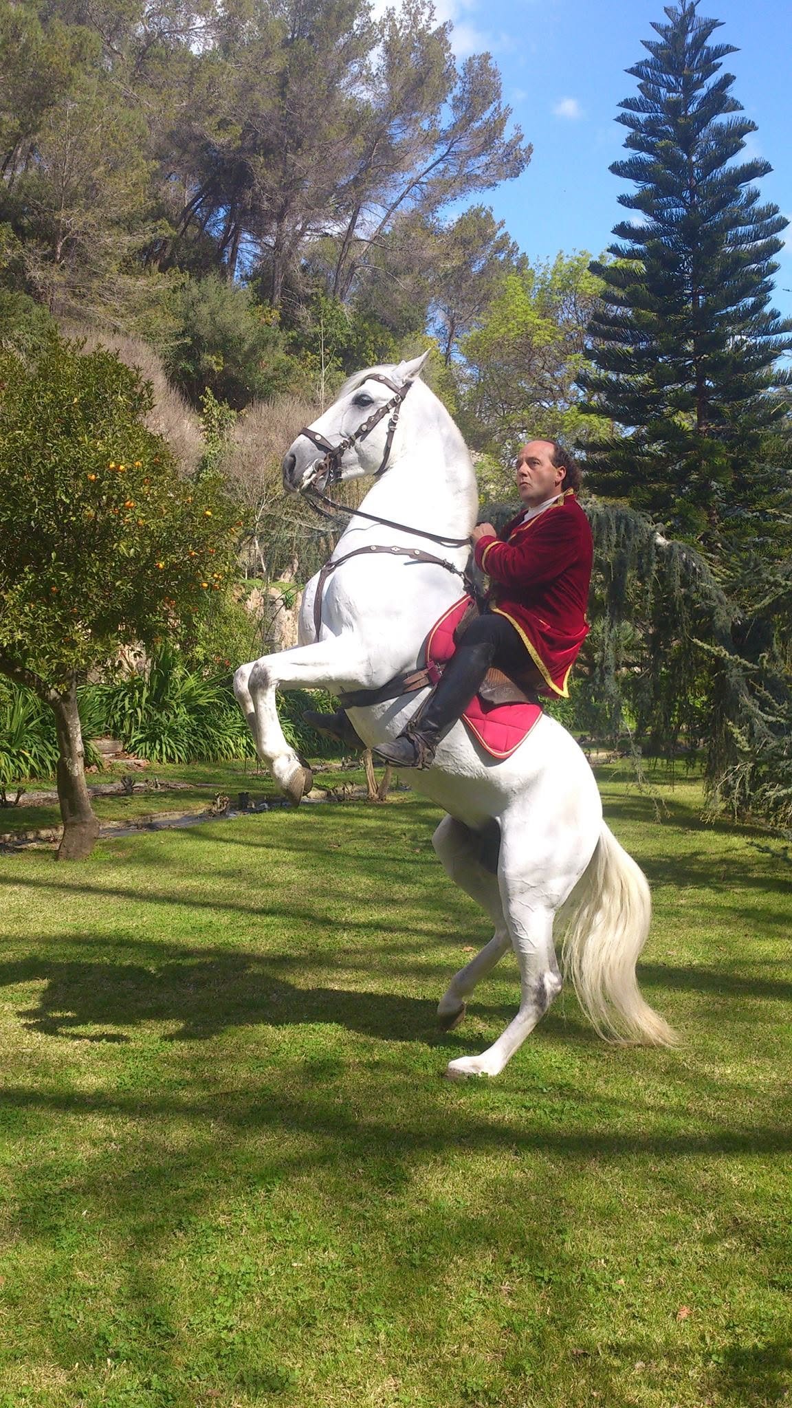 A grey horse rearing under a rider in a red period costume