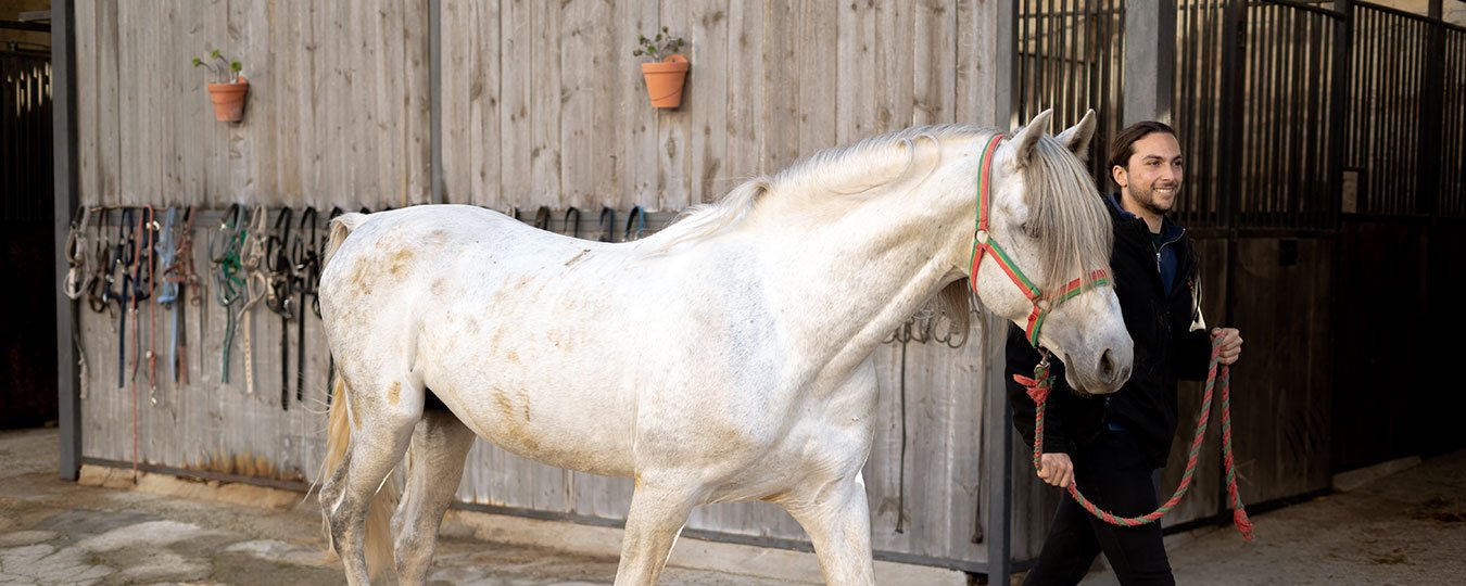 A grey horse led out of the stable