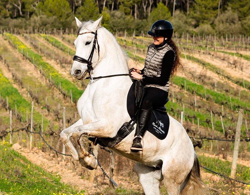 A grey horse rising under its rider at the edge of a vineyard