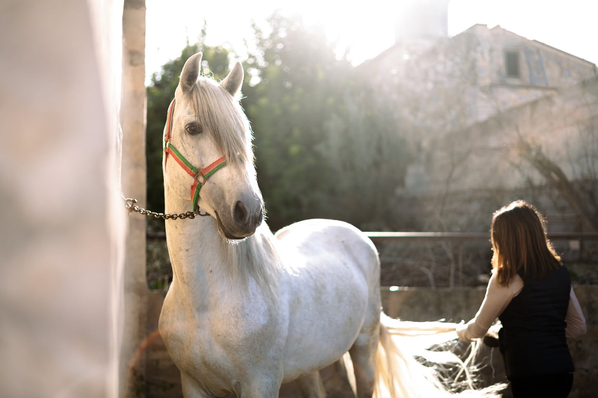 A grey horse in the yard in soft backlight, a handler at its side