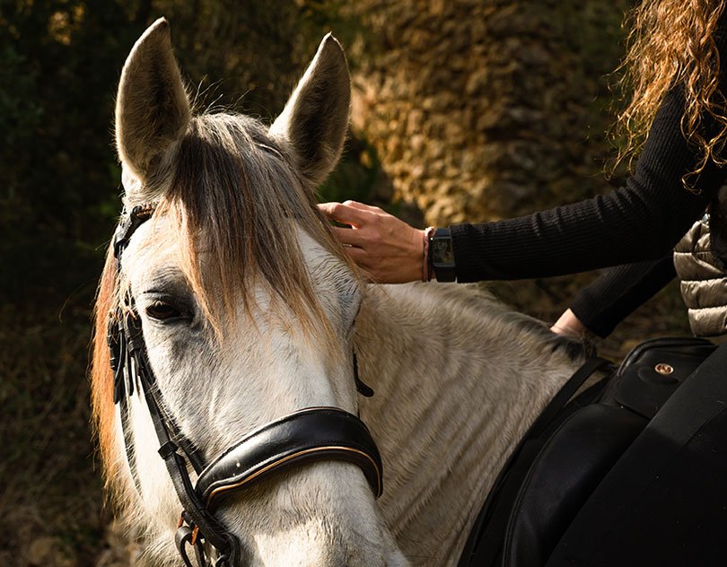 A hand rests on the forehead of a grey horse