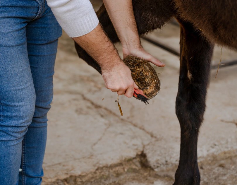 Hands cleaning a horse’s hoof
