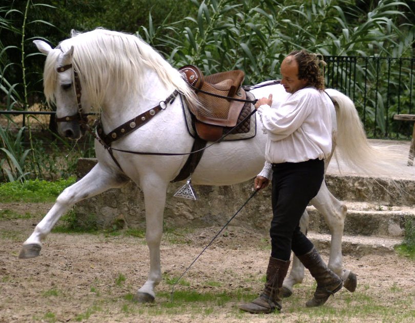 A grey horse worked on the long reins