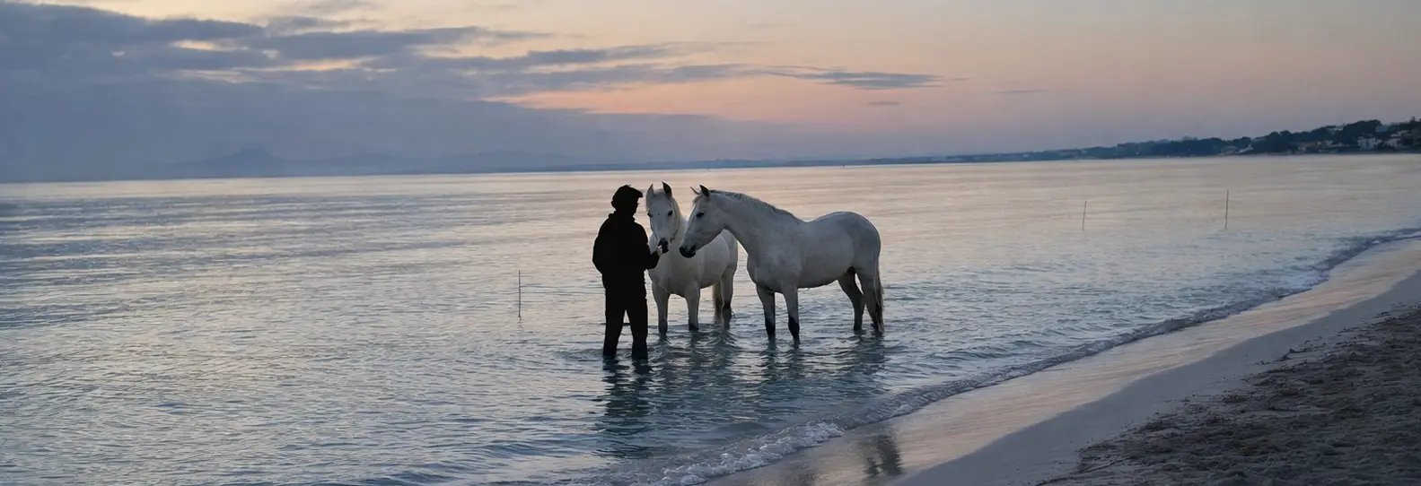 A handler with two grey horses standing in the sea at dusk