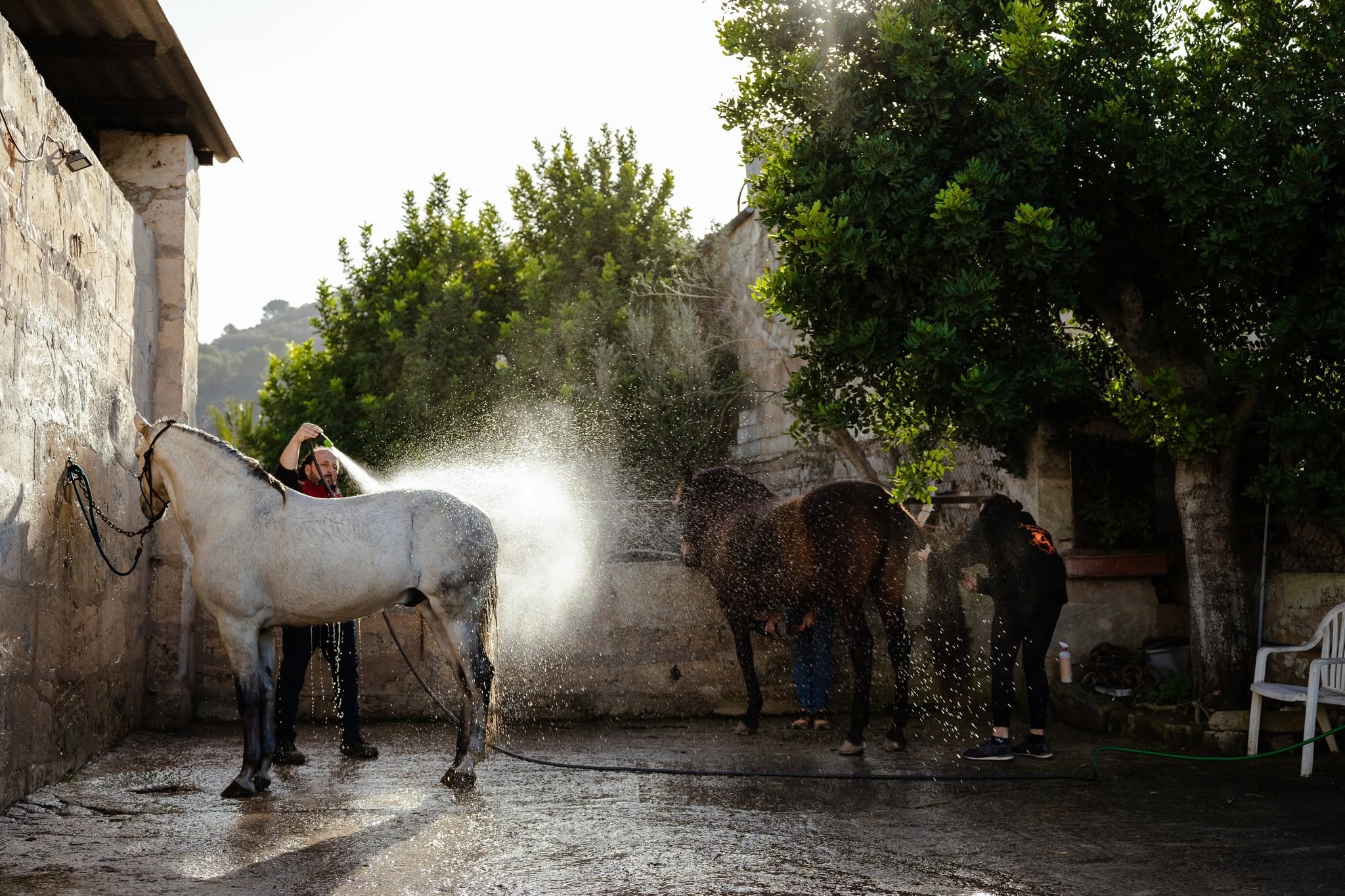 A grey horse being washed down in the stable yard