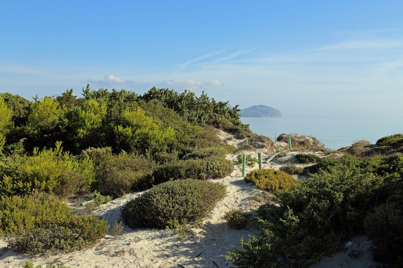 Dunes of Platja de Muro