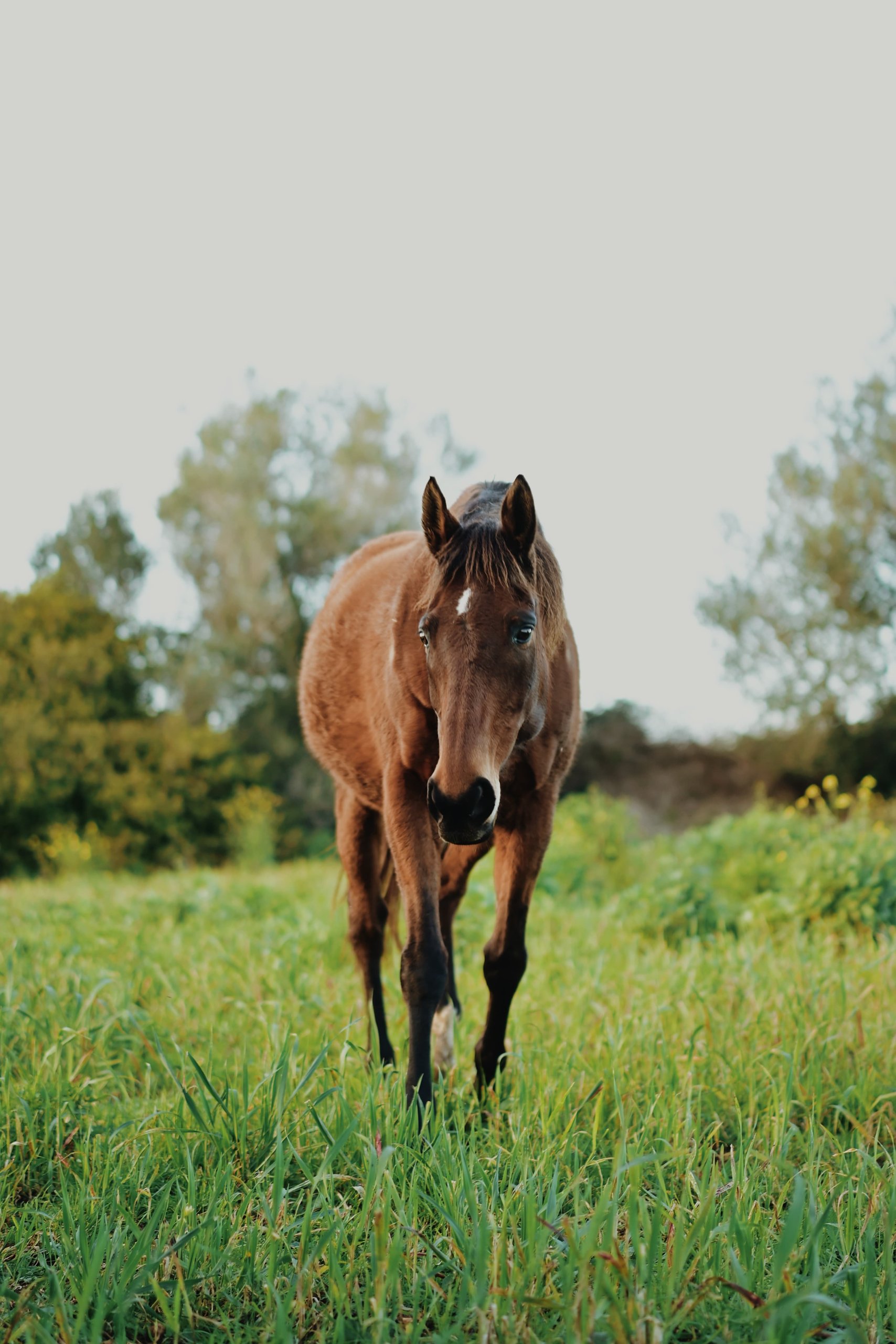 A bay horse standing alone in a green field, looking towards the camera