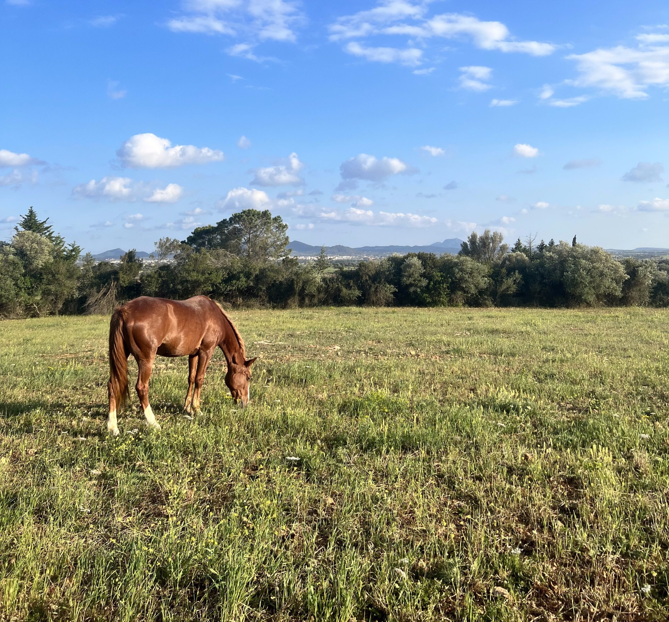 A chestnut horse grazing in an open field under a wide sky
