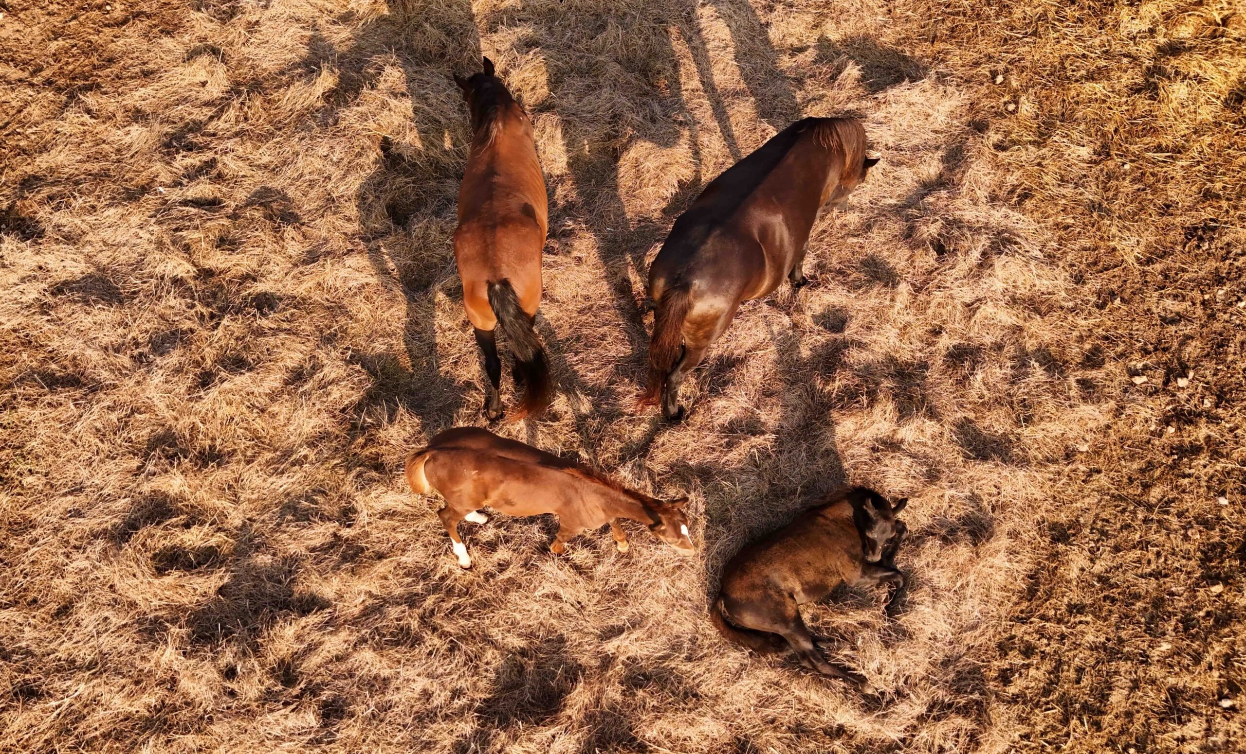 Four horses on dry grass, one lying down, seen from above