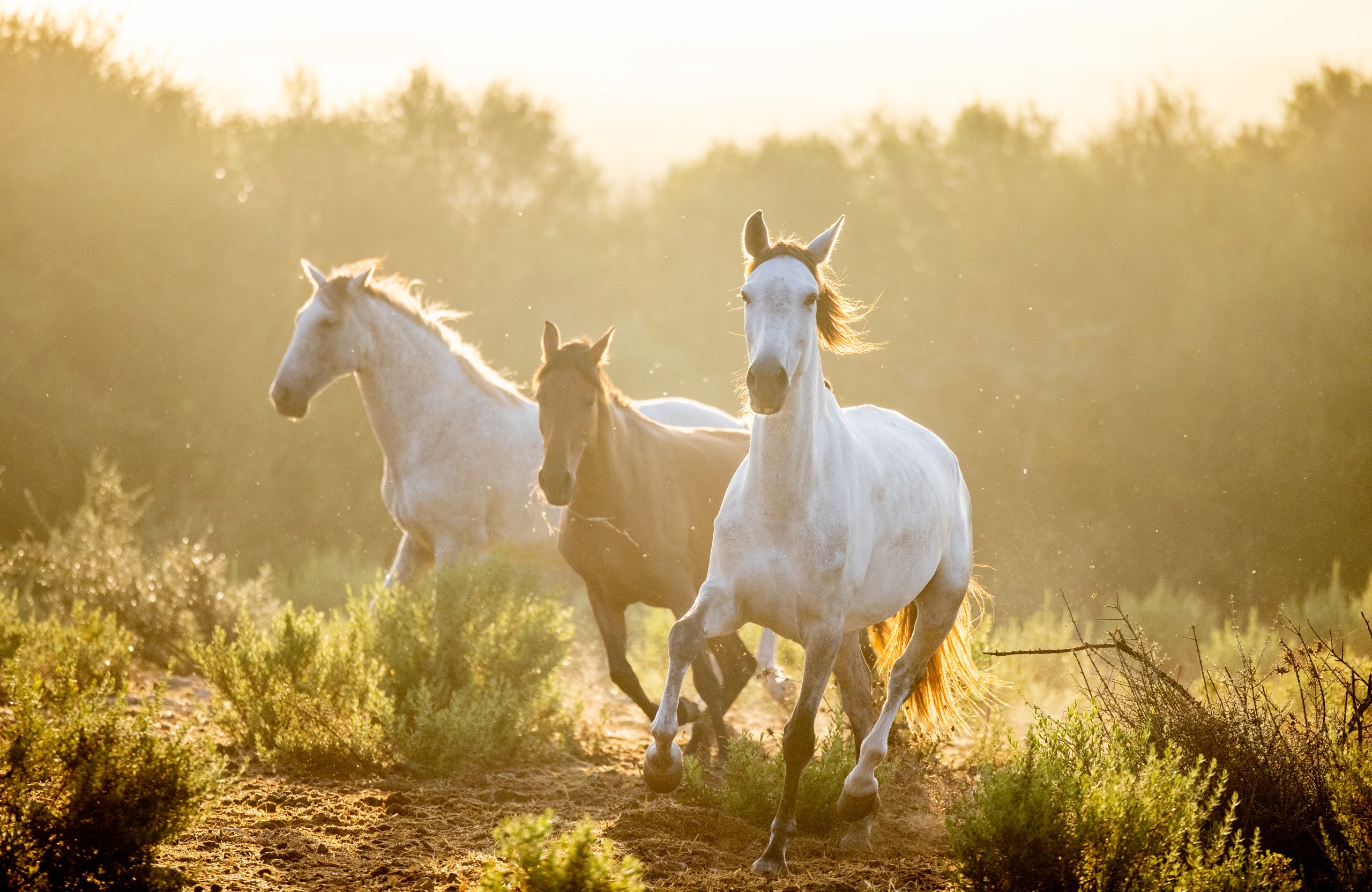 Three horses trotting loose through dry grass in golden evening light