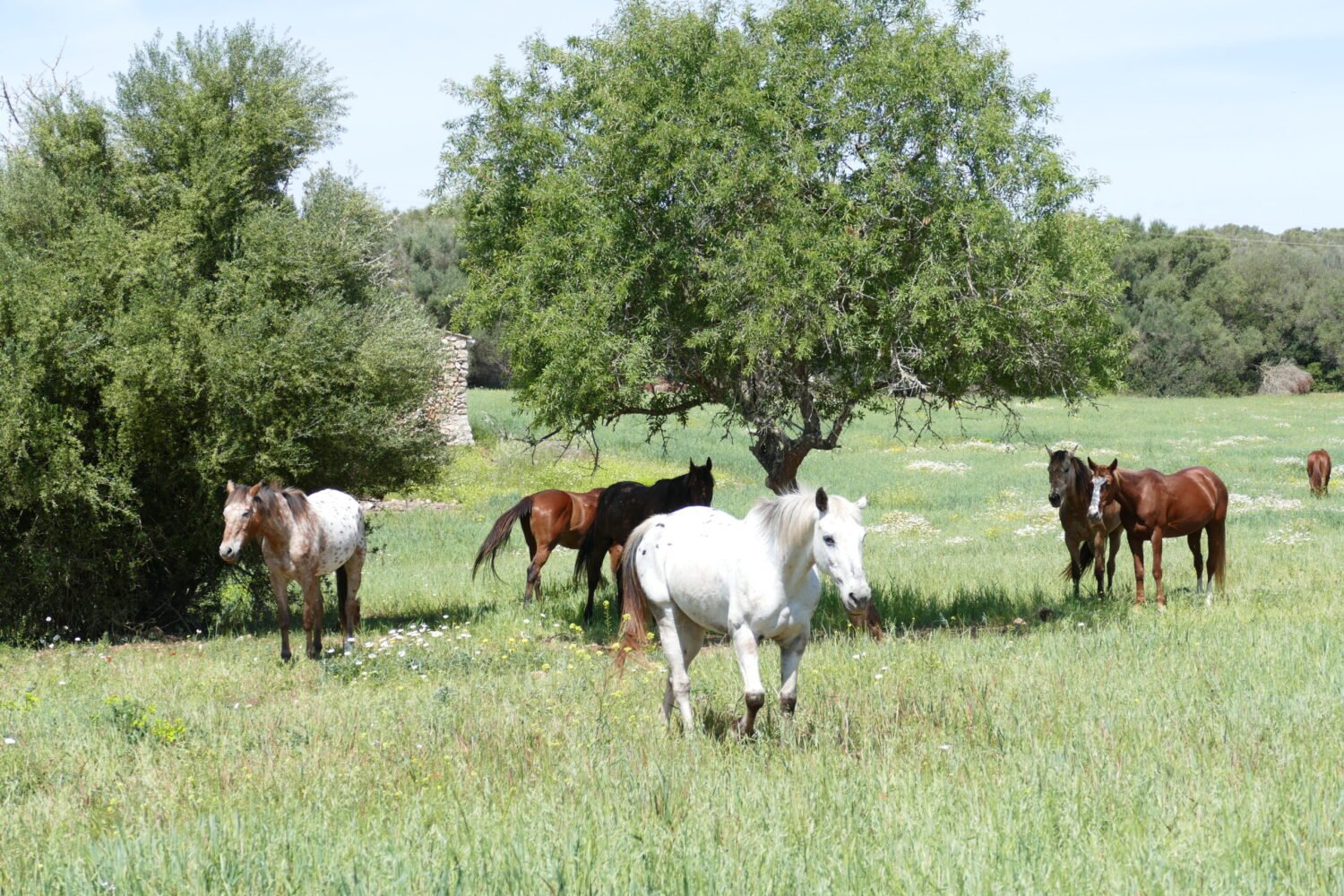 Horses grazing together in a green field under trees