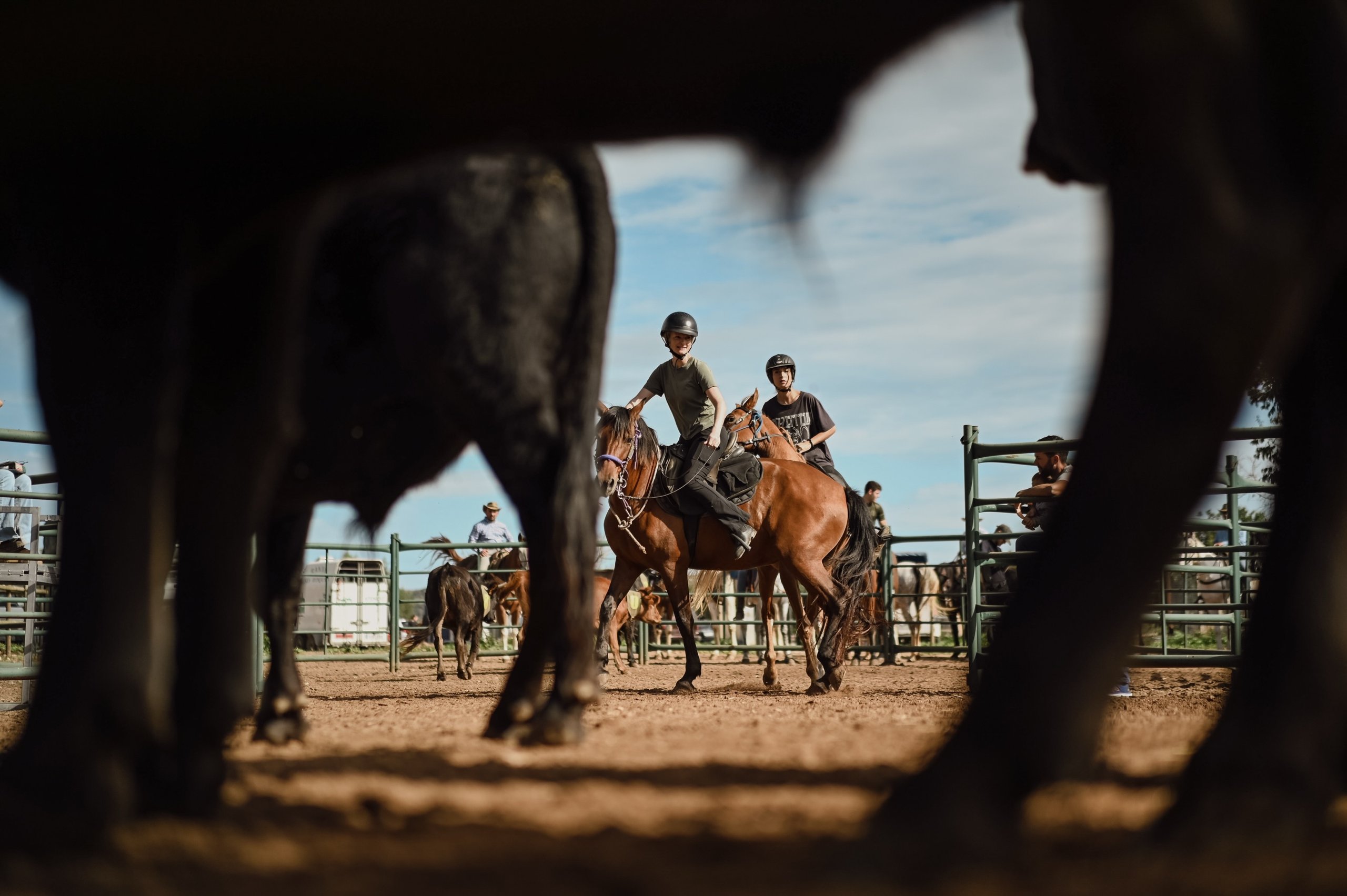Ranch sorting in the arena, seen between the legs of the cattle
