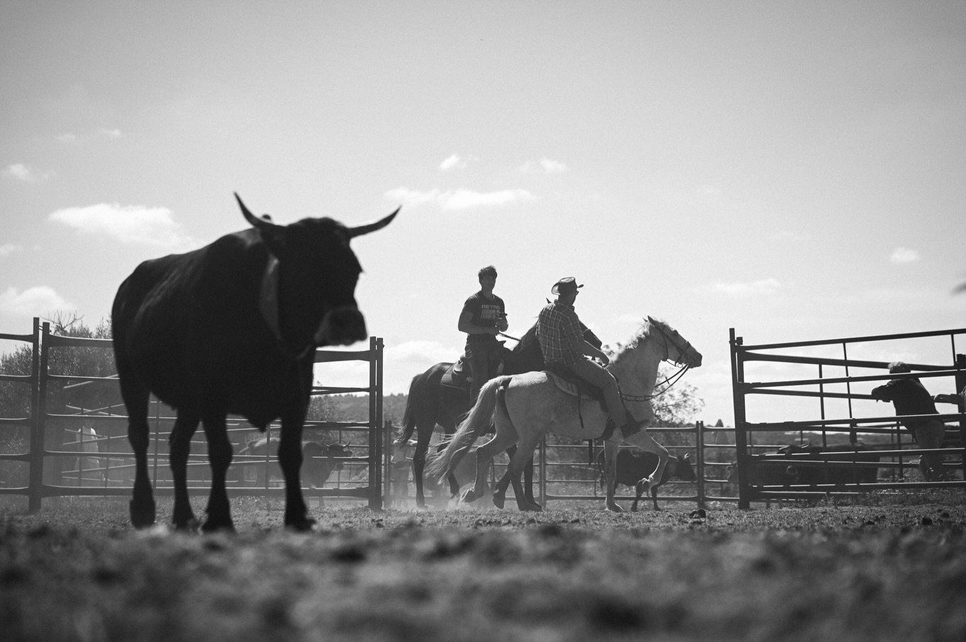 A bull and two riders in the sorting pen, black and white