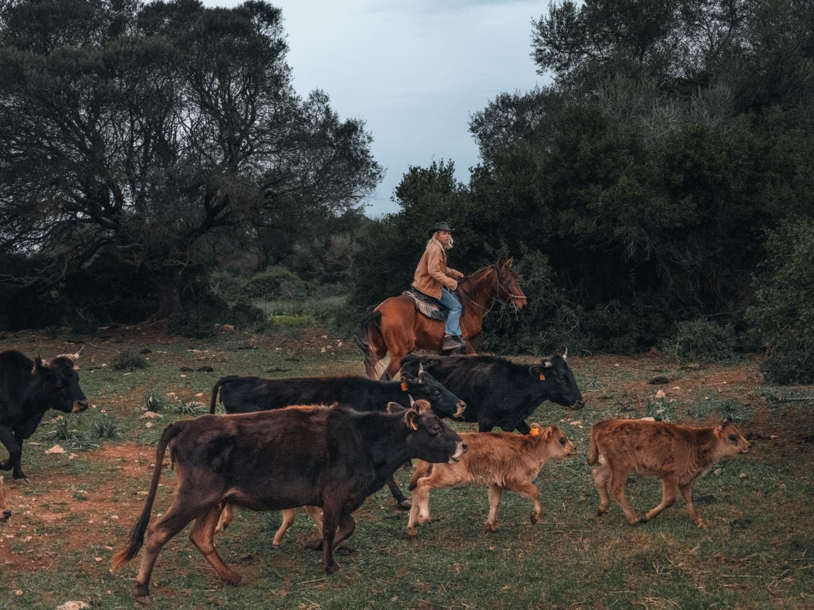 A rider in a wide-brimmed hat moving cattle out of the woodland near Manacor
