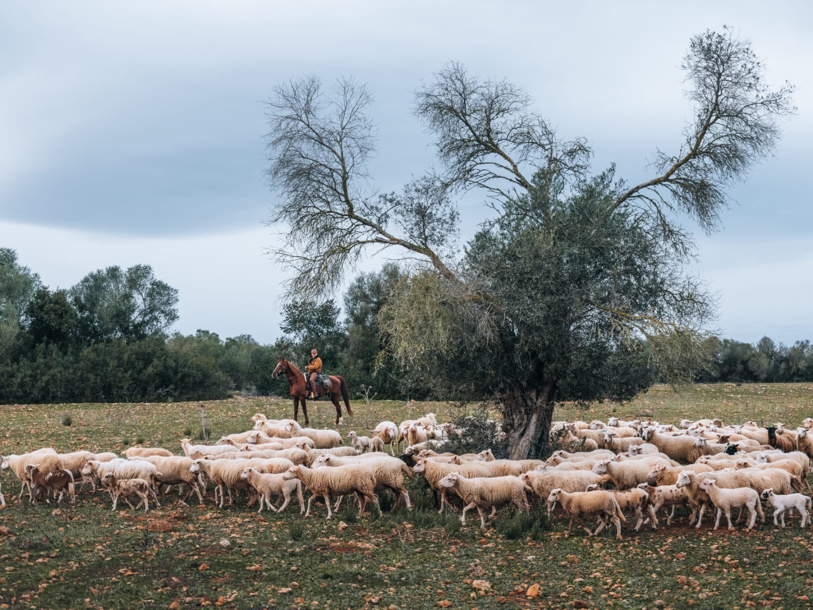 A rider on a chestnut horse beside a flock of sheep under an old olive tree