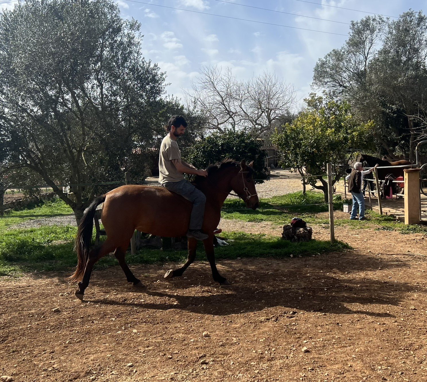 A rider working a horse in the sand arena under trees