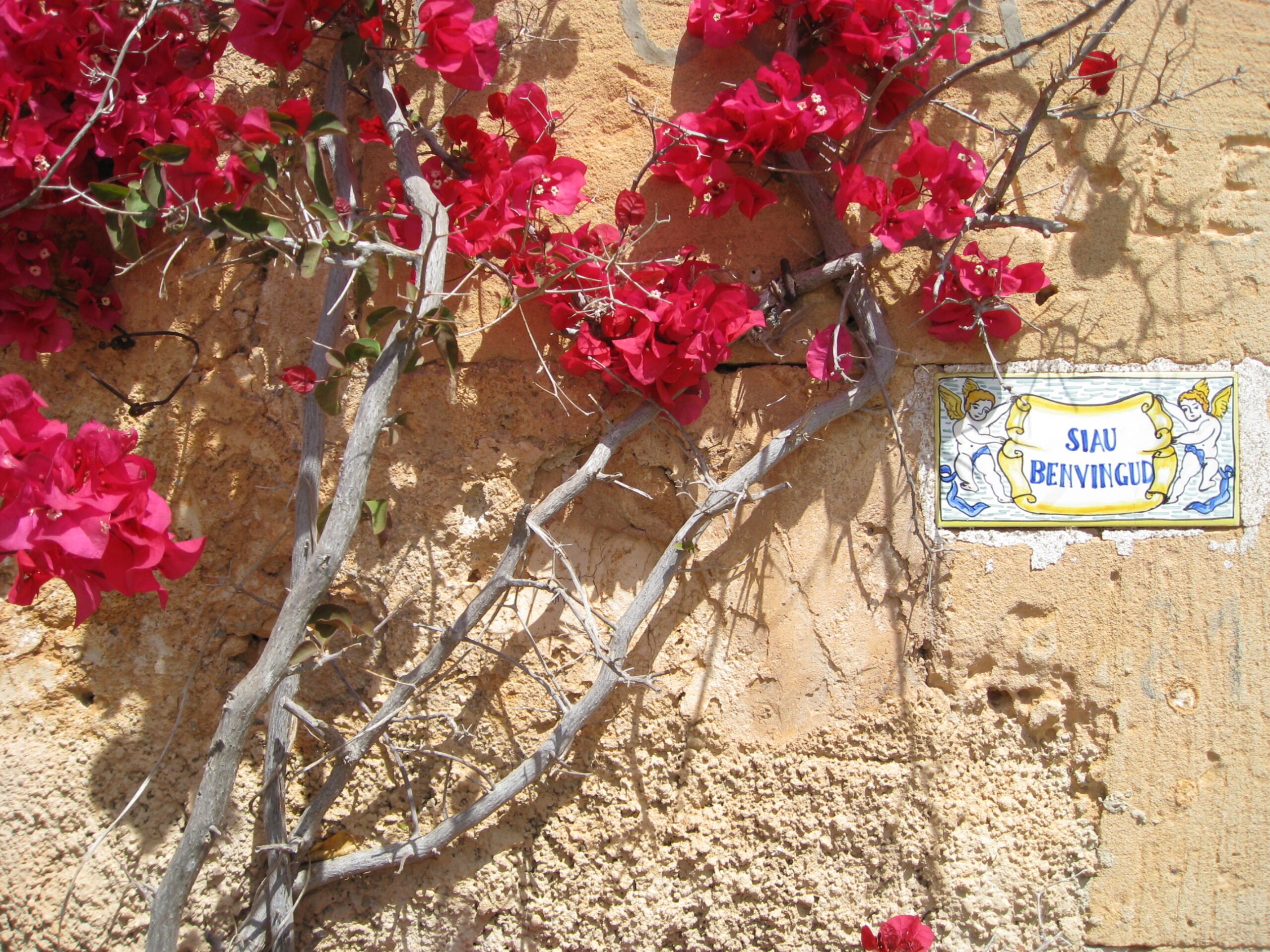 Bougainvillea on a sandstone wall beside a painted Benvinguts tile