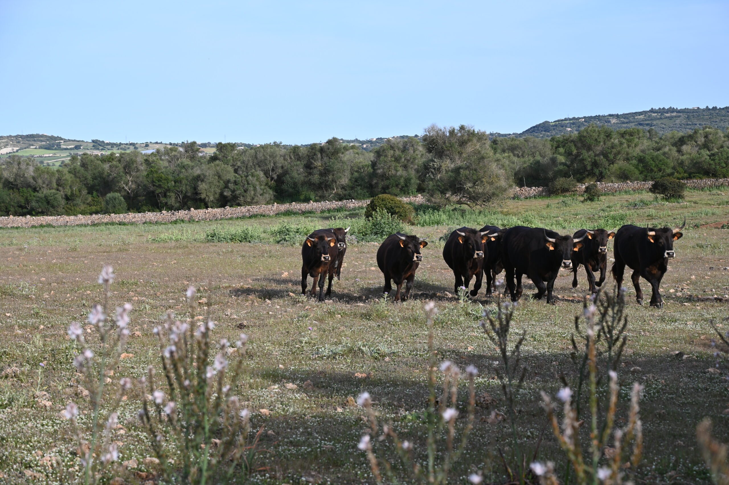 Black cattle crossing a flowering field towards the camera