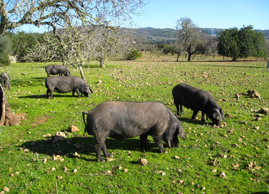 Mallorcan black pigs grazing in a green field at Sa Cova Vella