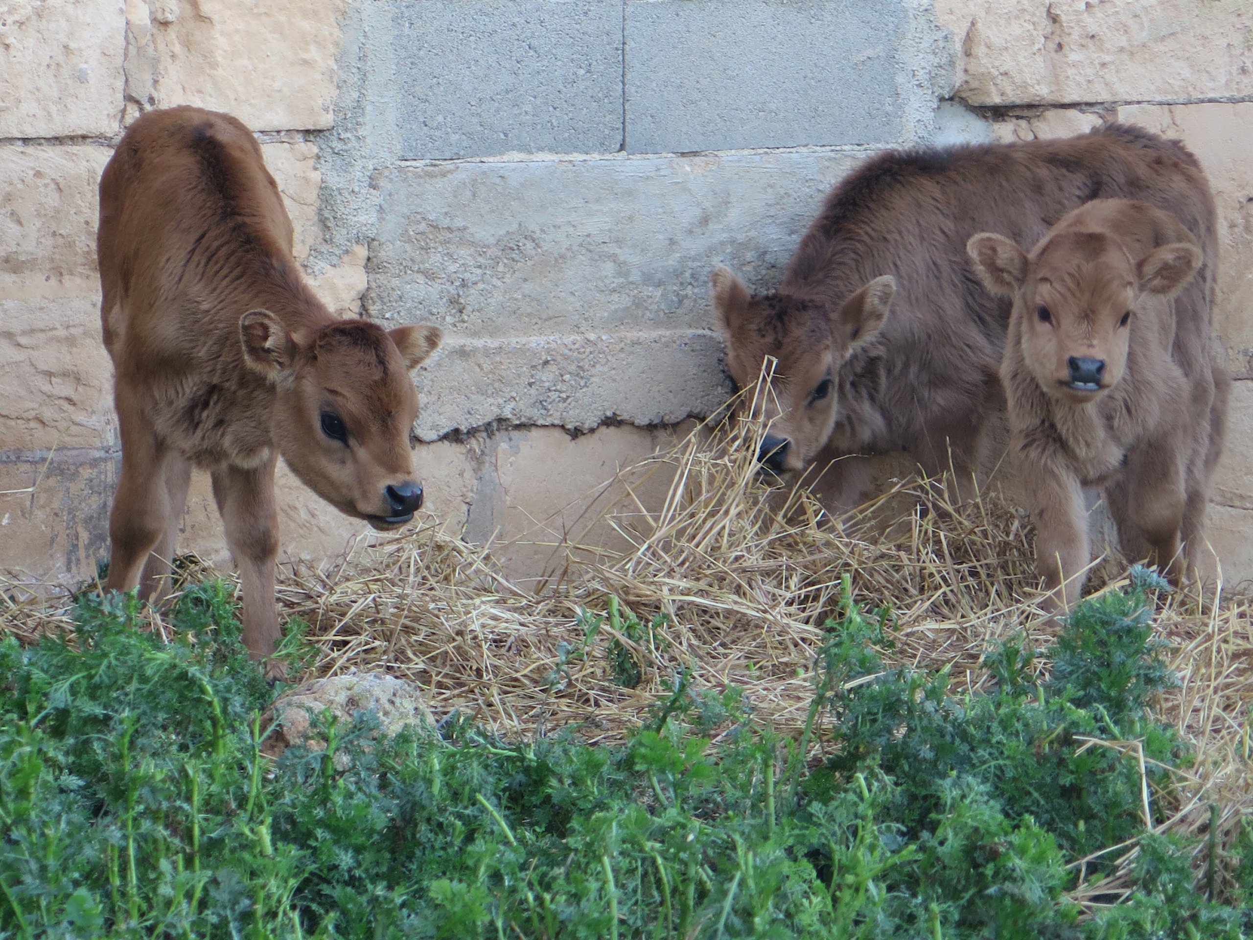 Two young calves in the straw by a stone wall